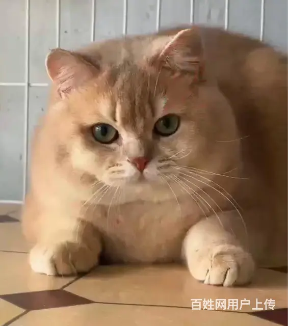 种公借配 - 图片 5