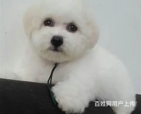 天门如何挑选好看的比熊 比熊怎么挑选技巧 - 图片 8