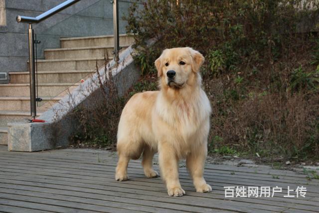 血統純種賽級金毛幼犬一帶cku證書一疫苗齊全一包9