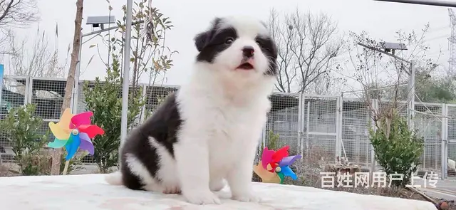 宿迁边境牧羊犬，2-3个月幼犬【益帆边境犬舍】 - 图片 2