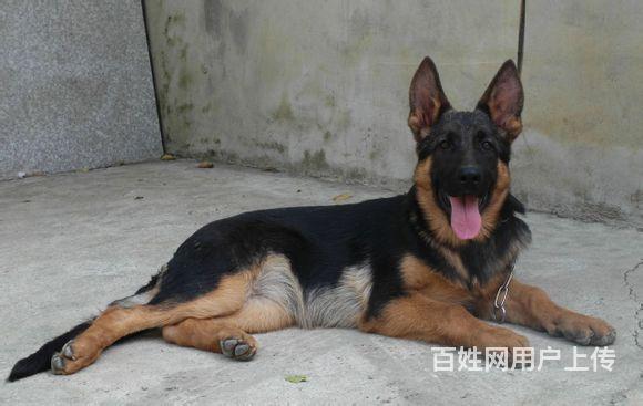 【图】- 纯种德国牧羊犬,弓背黑背,疫苗全健康保证 - 南通启东狗狗