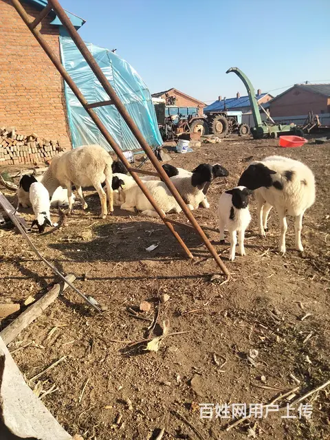 卖杜寒母羊9母一公。6只小羊羔 - 图片