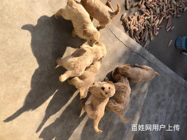 自家繁殖两个月的金毛宝宝出售 - 图片 1