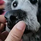 【搞定了！】出售巨贵犬幼崽白色巨贵犬灰色巨贵犬