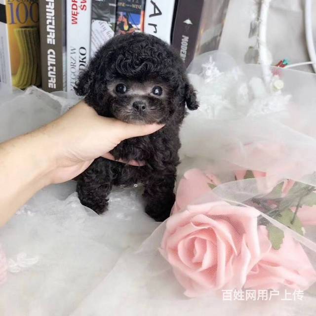 灰色泰迪犬小体北京泰迪幼犬出售泰迪多钱一只