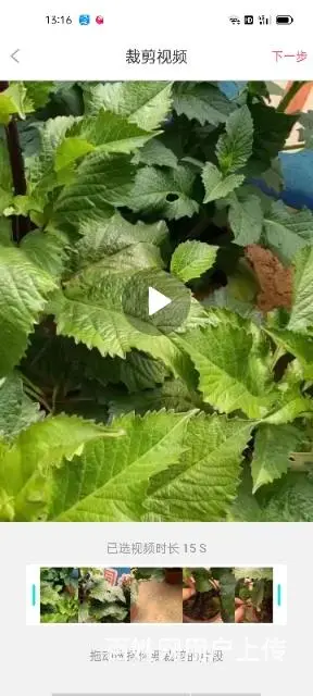 大量出售月季花草莓苗玫瑰花无尽夏绣球草花 - 图片 5