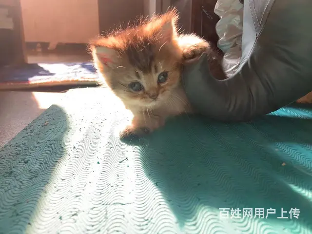金渐层小偿 - 图片 2