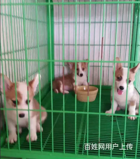 抚州出售纯种柯基的地点 纯种柯基市场价 - 图片 4