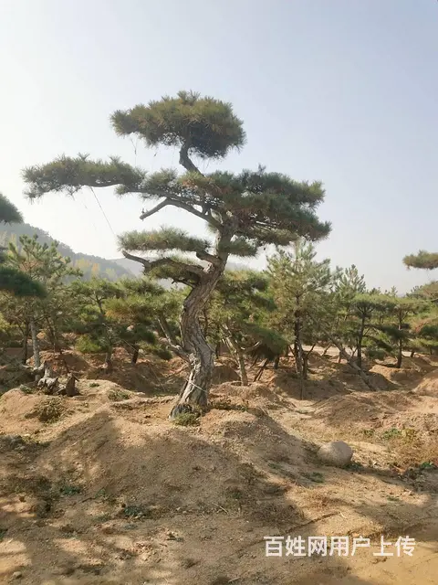 造型油松 造型松 景观松 - 图片 4