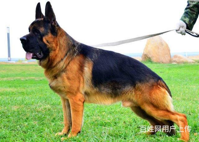 锤系德牧犬舍(锤系德牧犬什么价位)