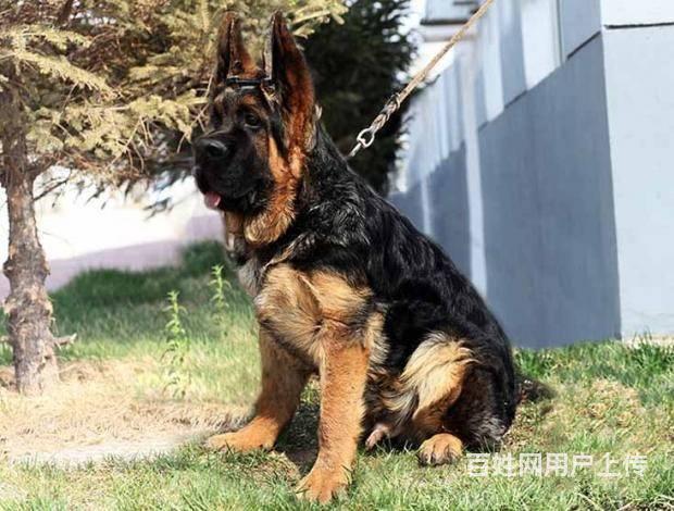 纯种锤系德牧价格多少纯种德牧幼犬北京德牧犬舍