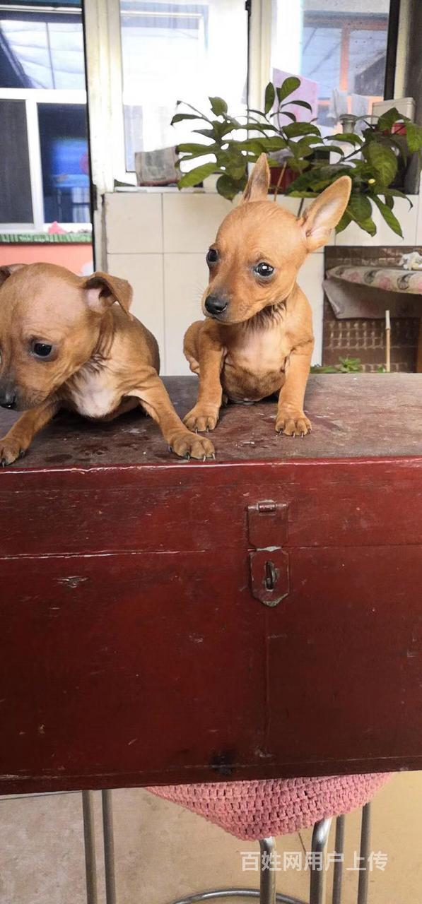 深圳附近大型養殖小鹿犬的位置,一般小鹿犬需要多少錢