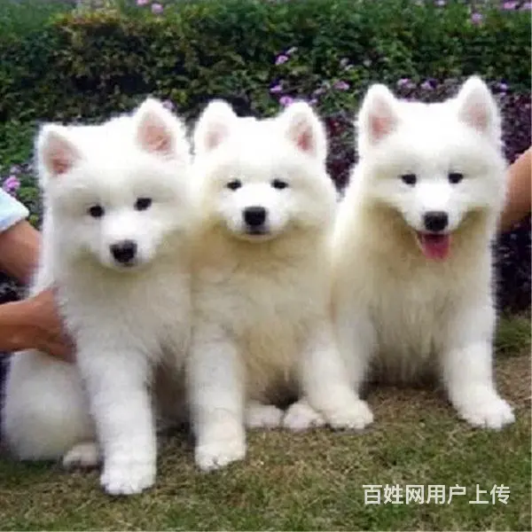 吕梁【十年老店】常年繁殖优质血统银狐幼犬 - 图片 7