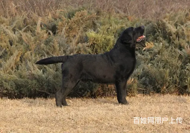 纯种拉布拉多 黑色黄色咖啡色拉多幼犬可挑选 - 图片 2