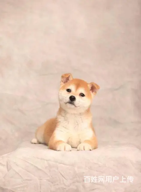 出售纯种柴犬 黑柴 豆柴 精品包子脸 品相完美包邮 - 图片 2