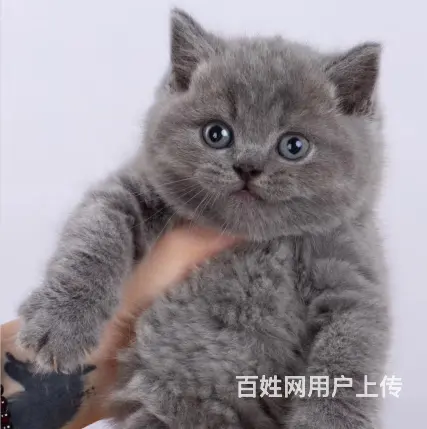 蓝猫蓝胖子多少钱一只 几个月发腮 图片价格 - 图片 2