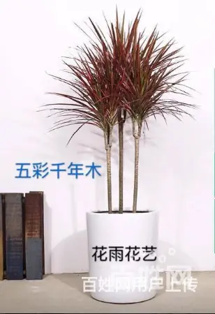 厦门园林绿化、厂区绿化设计施工、庭院绿化、花卉盆景 - 图片 4