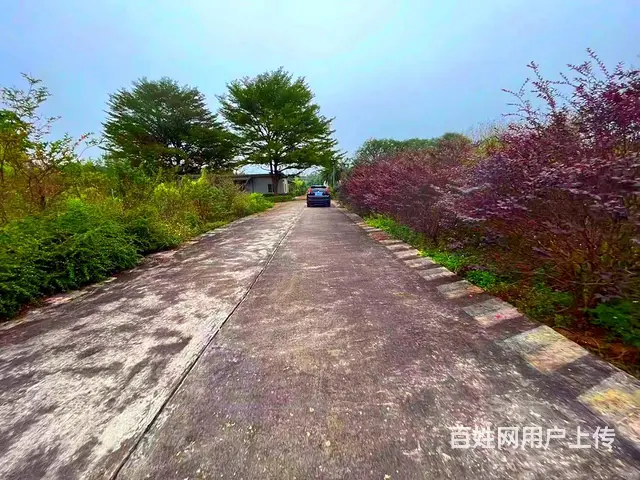 从化区鳌头镇有180亩平地绿化场苗圃场整体转让 - 图片 9