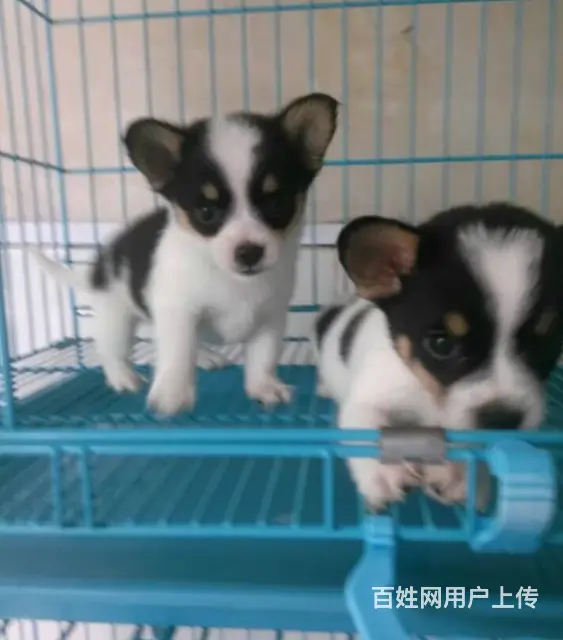 天门柯基价格_柯基多少钱柯基图片_纯种柯基幼犬 - 图片 4