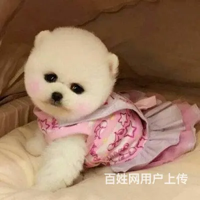 纯种哈多利博美犬 纯种球体白色博美幼犬供您选 - 图片 1