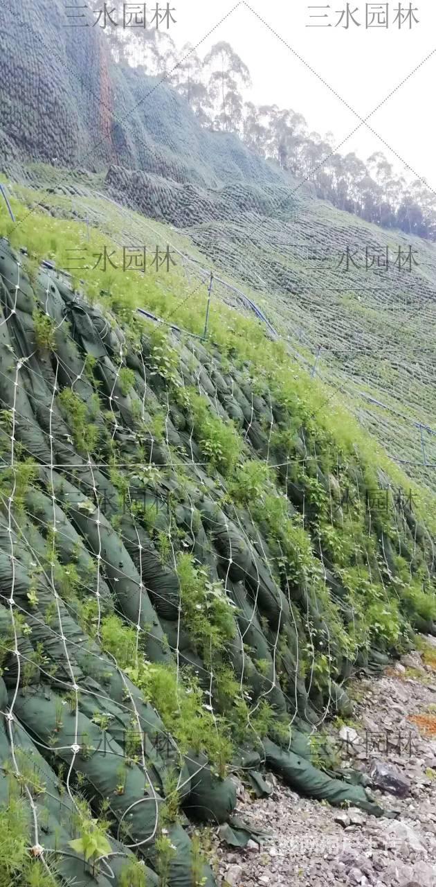 陕西西安市高陡边坡挂网种草绿化价格