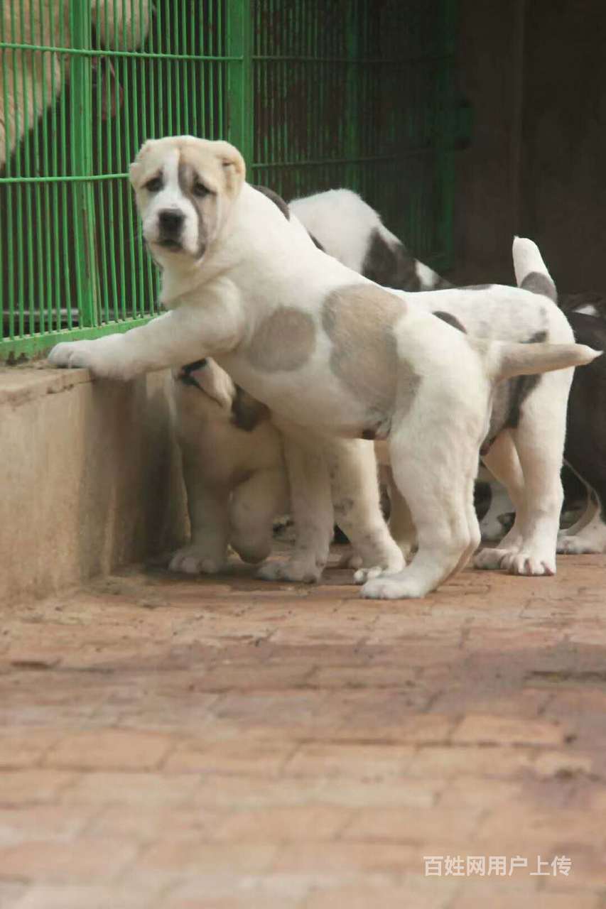 大骨架纯种中亚牧羊犬什么价格,哪里有养殖中亚牧羊犬的狗场