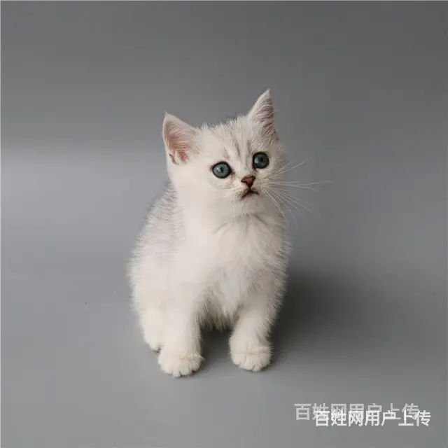 巢湖纯种英短银渐层到手价格 - 图片 10