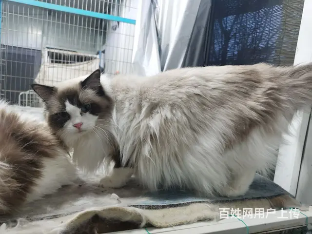 一群来自澳大利亚纯种布偶猫咪的后代转让中 - 图片 11