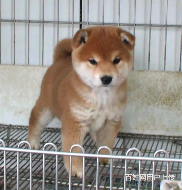 赛级双血统柴犬、纯种日本柴犬出售、同城上门送货 - 图片 9