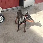 出售迷你杜宾一只