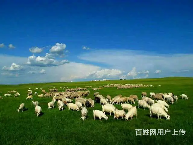 呼伦贝尔满洲里自由行旅游包车师傅排名好的司机 - 图片 7