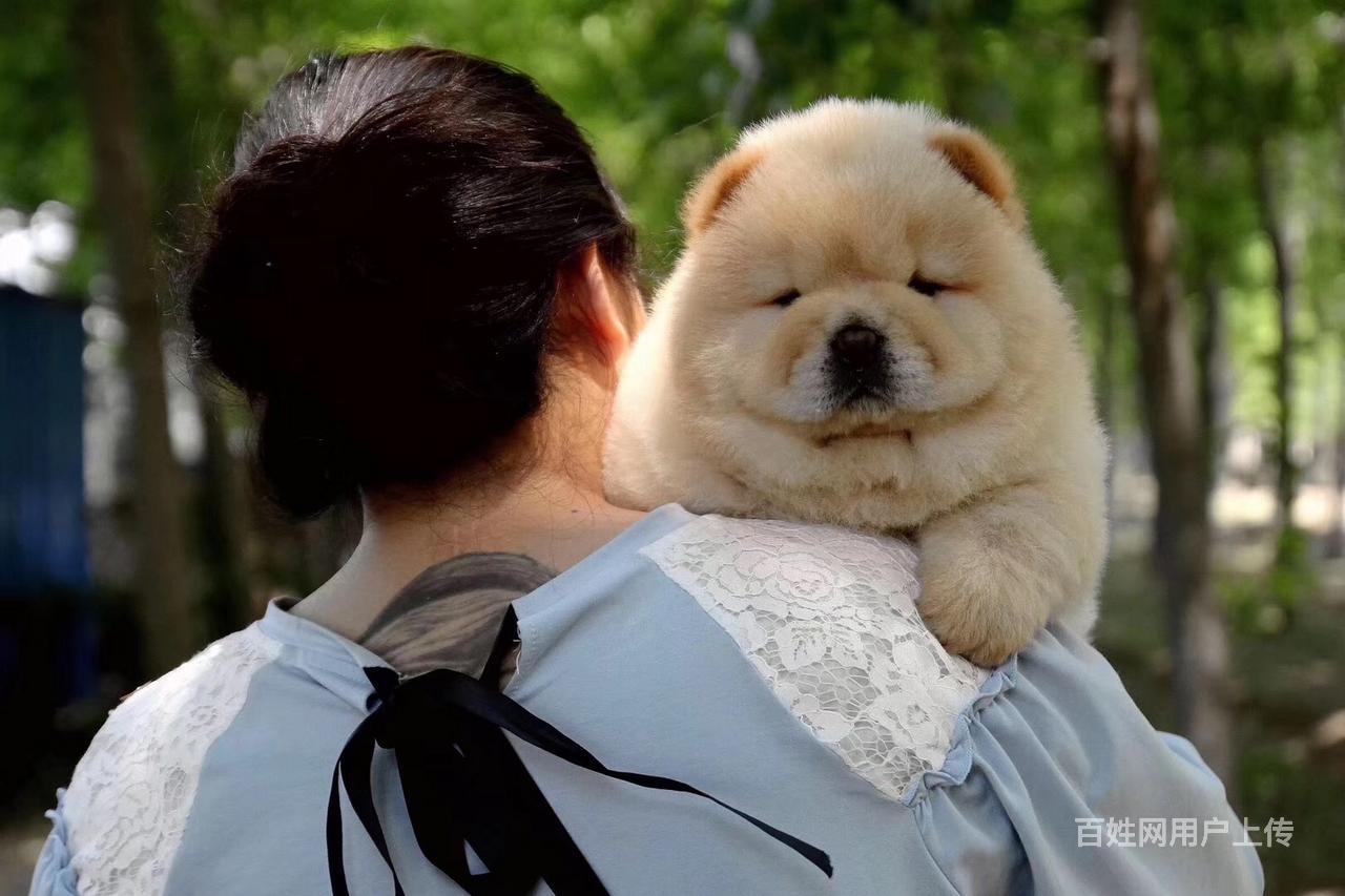 精品大肉嘴松狮宝宝找新家 健康有保障