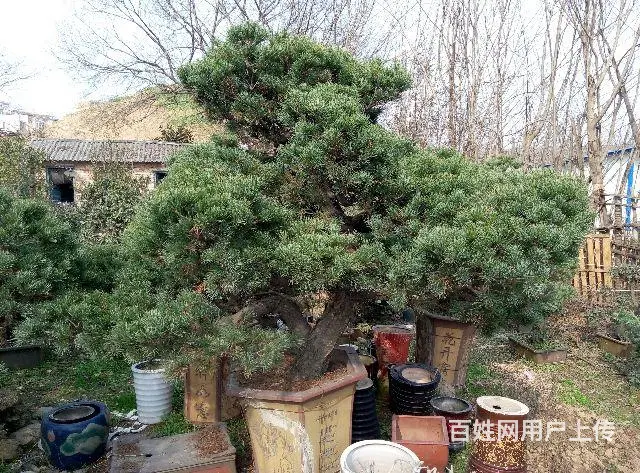 罗汉松，五针松，树桩等盆景大量销售 - 图片 12