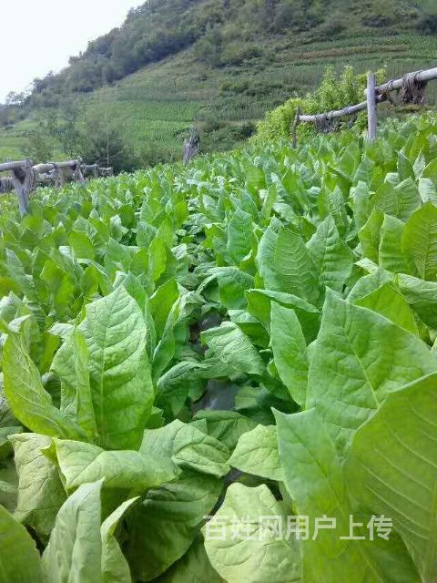 夾皮溝旱菸產地直銷假一賠十