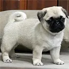 淄博【*推荐】巴哥犬舍‖巴哥养殖场