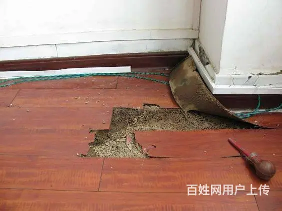 德阳灭飞蚂蚁白蚁防治黑色翅膀白蚁 - 图片 1