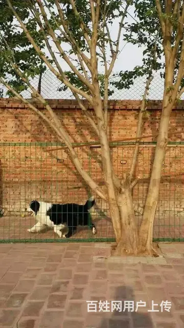 辽阳卖边牧的养殖场，养殖场边牧一般卖多少钱 - 图片 2