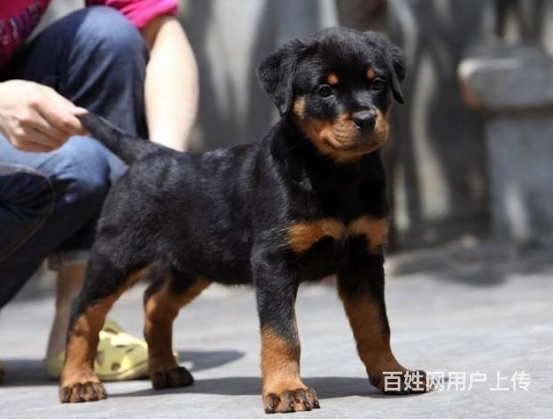 北京哪裡賣純種羅威納犬 賽級羅威納 高品質羅威納犬的圖片