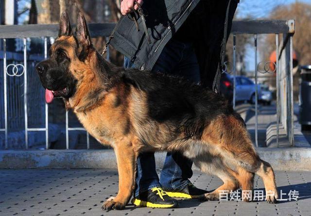 北京賽級錘系德牧多少錢一隻德牧圖片德牧犬舍