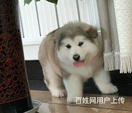 出售顶尖精品巨型阿拉斯加 骨量大 毛量好有证书 - 图片 6