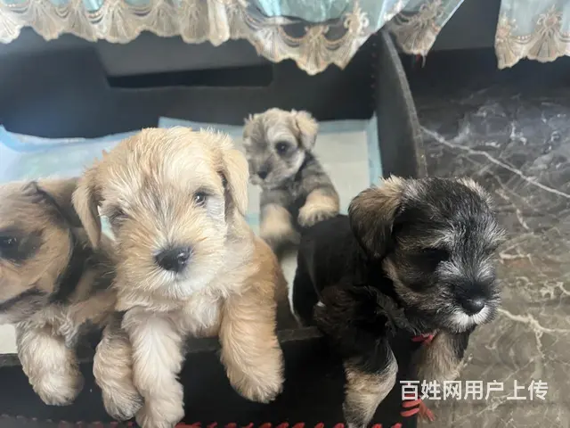 出售自家雪纳瑞宝宝2公2母 - 图片 5
