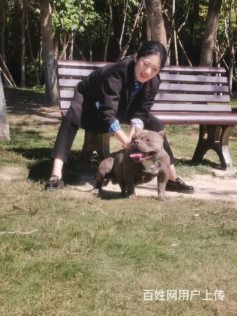 家养恶霸犬接受预定 - 图片 7