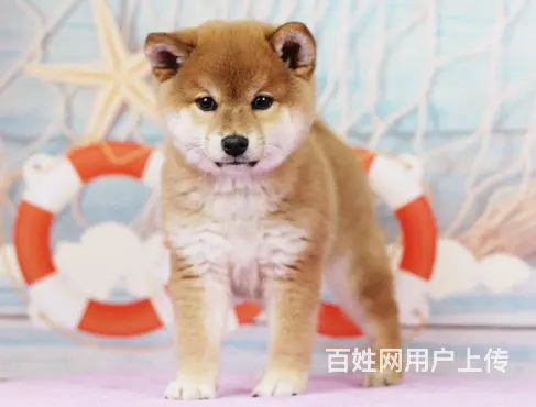 赛级日本柴犬幼犬 品相好 血统纯 看父母 价可面议 - 图片 10