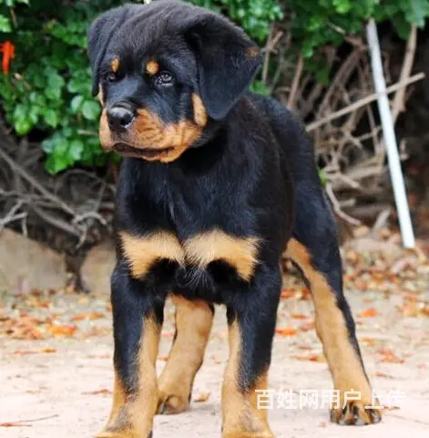 长春有什么靠谱的罗威纳犬舍推荐吗 - 图片 6