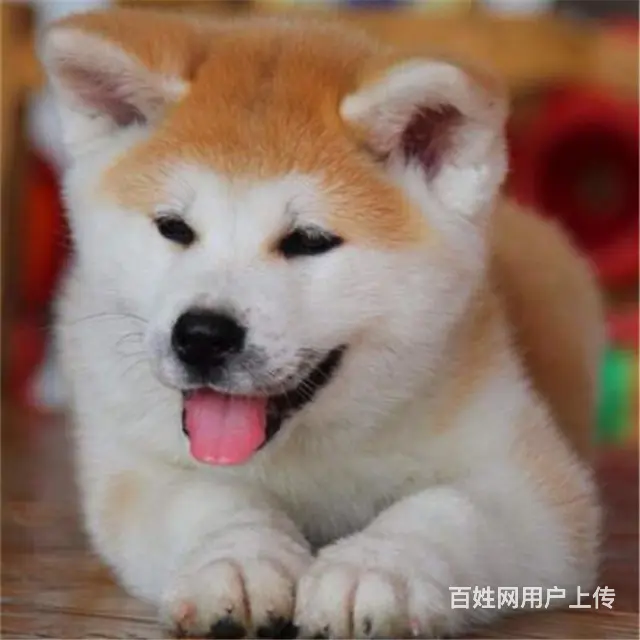 天门优质秋田犬如何挑选，优质秋田犬多少钱一个 - 图片 5