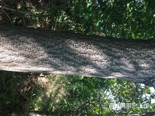 梧桐树，板栗树出售 - 图片 2