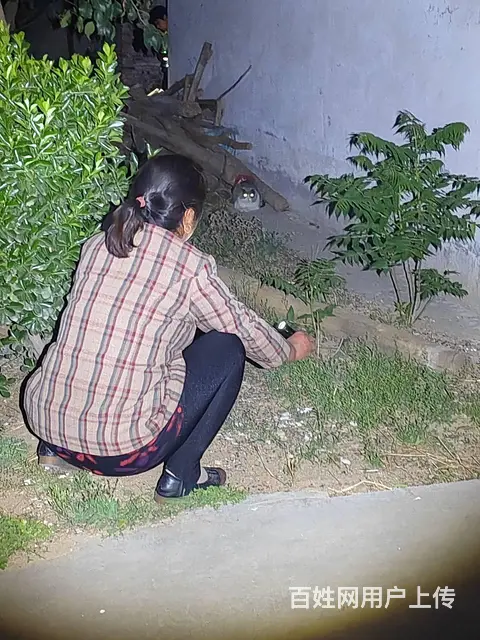 猫跑丢了怎么找 有效洛阳专业找猫团队怎么收费 - 图片 2