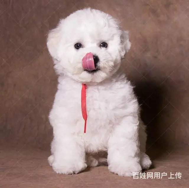 赛级比熊 比熊犬法国卷毛比熊 欢迎来犬舍挑选 - 图片 3