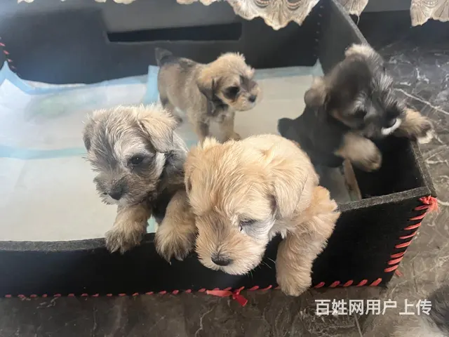 出售自家雪纳瑞宝宝2公2母 - 图片 1