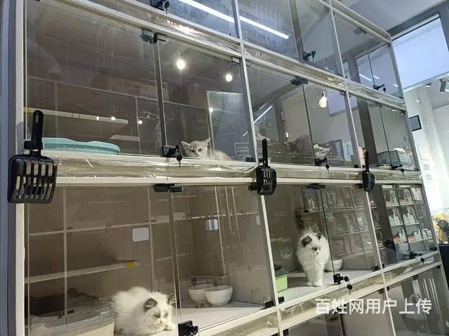 （51旺铺推荐）海螺天悦湖畔70平宠物店转让 - 图片 7